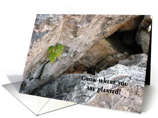 Survivor card (159687)