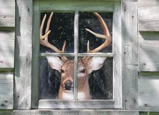 Big Buck in Cabin...