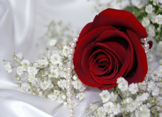 Wedding red rose...