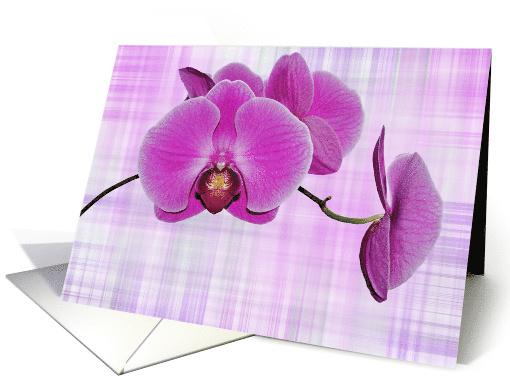 pink orchids on plaid background, blank note card (205478)