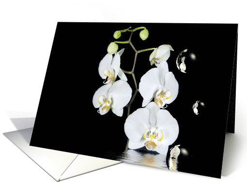 Thank you, white orchid reflection with bubbles on black card (222607)