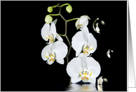 Thank you, white orchid reflection with bubbles on black card