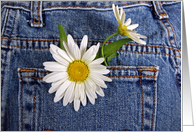 Birthday white daisies in blue jean pocket card