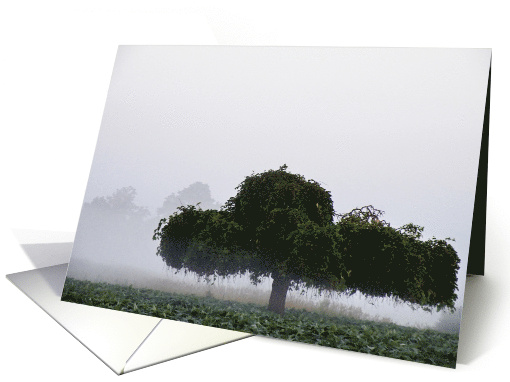 Blank Card tree in gray morning mist card (238148)