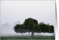 Blank Card tree in gray morning mist card