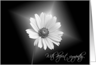 Glowing White Daisy...