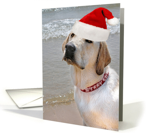 Christmas hat on Labrador retriever on the beach card (249409)