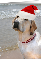 Christmas hat on Labrador retriever on the beach card