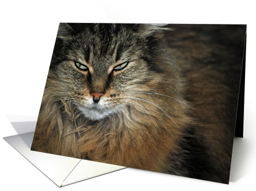 Fur Face card (256311)