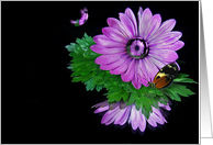 butterfly on purple daisy with bubbles on black reflection card