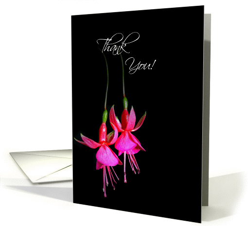 Thank You-close up of bright pink fuchsia blooms on black card