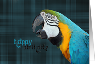 parrot portrait on plaid background for birthday card