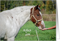 Hand Feeding a Horse for Hospitality Thank You card