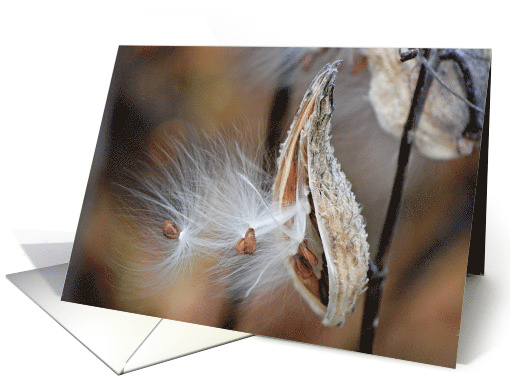 Encouragement Close Up of Milkweed Pod card (294485)