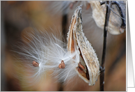 Encouragement Close Up of Milkweed Pod card