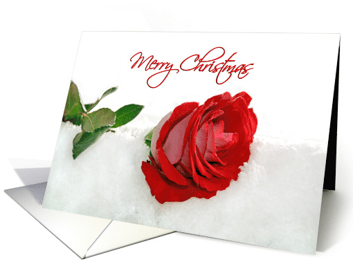 Christmas Red Rose In Snow card (305405)