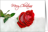 Christmas Red Rose In Snow card