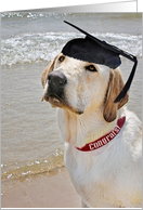 graduation hat on Labrador Retriever on the beach card