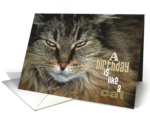 Maine Coon Cat Face for Birthday Humor card (338270)