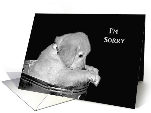 I'm Sorry, Golden Retriever puppy in old washtub on black card
