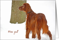 Missing You Irish Setter dog portrait in snow card