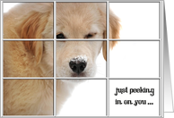 Get Well Soon Golden Retriever puppy in winter window card