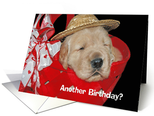 Golden Retriever puppy with hat for birthday humor card (370260)