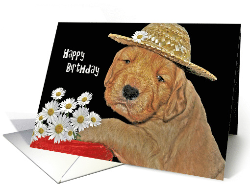 Happy Birthday Golden Retriever with Daisy Basket card (372209)