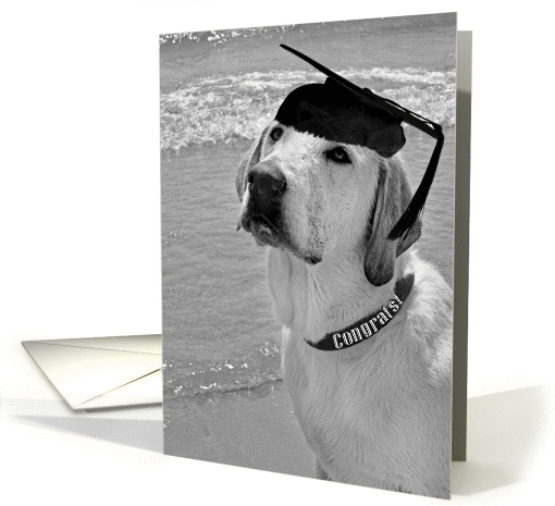 Graduation-labrador retriever with graduation cap on the beach card