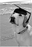 Graduation-labrador retriever with graduation cap on the beach card
