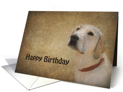 Birthday for Him, Labrador Retriever with brown textured overlay card