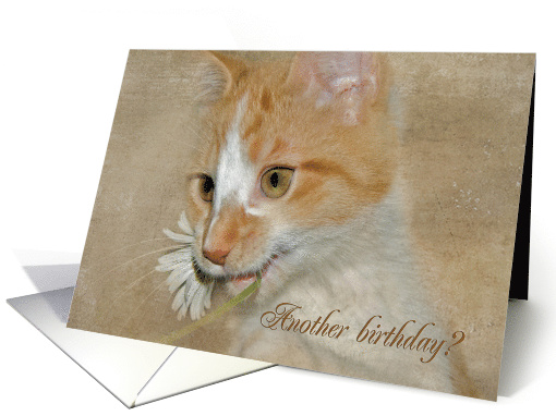 gold tabby cat with daisy in mouth for funny birthday card (451229)