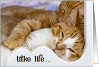 Humor tabby kittens snuggling card