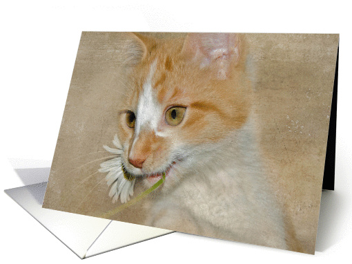 blank card-tabby kitten with daisy card (465328)