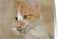 blank card-tabby kitten with daisy card