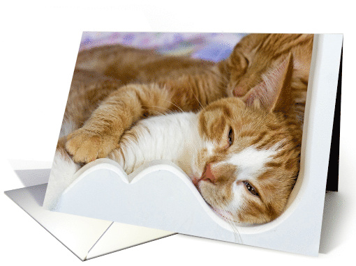 pair of gold tabby cats snuggling in bed card (465333)