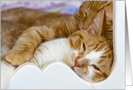 pair of gold tabby cats snuggling in bed card