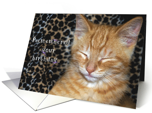 humorous birthday tabby kitten card (477832)