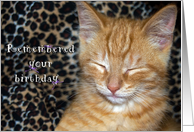 humorous birthday tabby kitten card