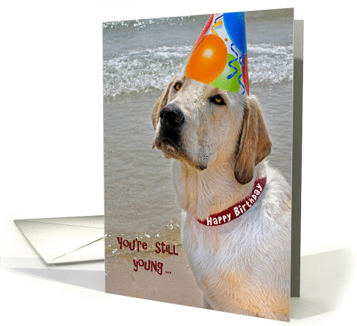 Labrador Retriever with birthday party hat card (515969)