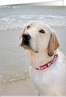 Birthday Labrador Retriever on a Beach with Red Birthday Collar card