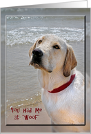 Anniversary for spouse with Labrador Retriever on the beach card