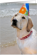 Birthday Labrador Retriever with a party hat on a beach card