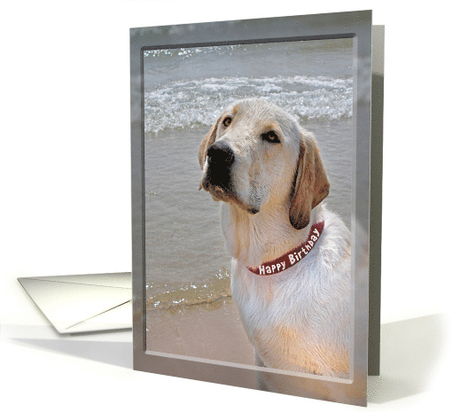 Birthday for Him, Labrador Retriever with red birthday collar card
