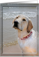 Birthday for Him, Labrador Retriever with red birthday collar card