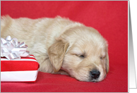 Golden Retriever Puppy with Christmas Gift On Red card