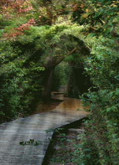 Sunbeams in Forest...