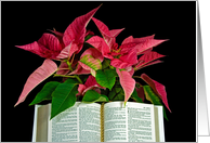 Christmas poinsettia plant with open Holy Bible card