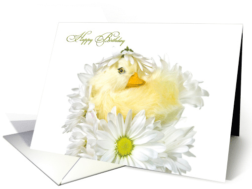 Birthday duckling nestled in a daisy bouquet isolated on white card