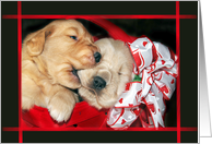 Valentine’s Day golden retriever puppies in basket with bow card